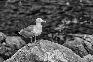 seagull on rock