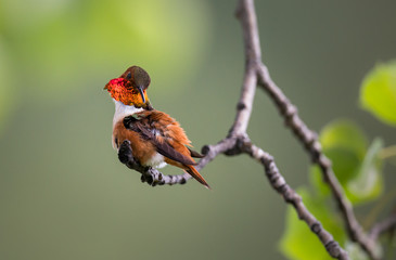 Rufous hummingbird
