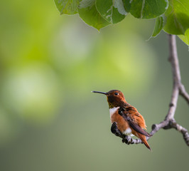 Rufous hummingbird