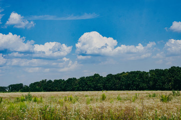 An abandoned field overgrown with a wild plant - ragweed(Ambrosia). Allergy Season. Allergic plants...