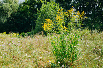 Wild Plant - Ambrosia. Allergy Season. Allergic plants in nature. Yellow flowers on ragweed bushes.