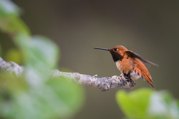 Rufous hummingbird
