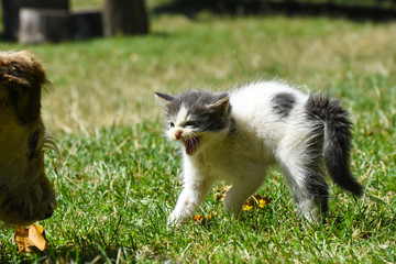Furry little kitten scared from a dog. Danger for pets, dog and small kitty