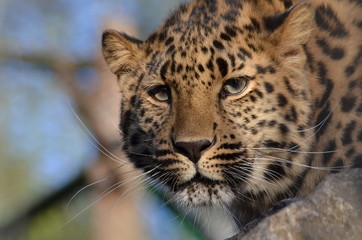 portrait of a leopard