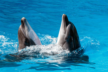 Trained dolphins in dolphinariums. show with dolphins.