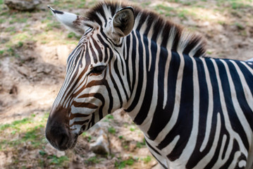 Obraz na płótnie Canvas Zebra in seiner natürlichen Umgebung