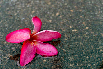 Obraz na płótnie Canvas Pink Plumeria flowers on wet areas 