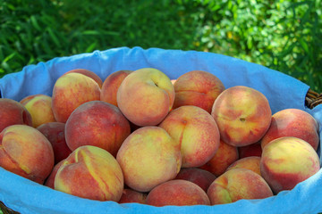 fresh peaches in a basket
