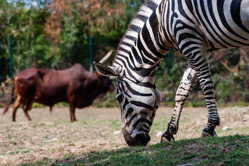 Zebra in seiner natürlichen Umgebung