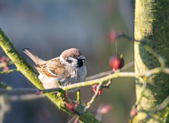 Eurasian Tree Sparrow sitting on a twig