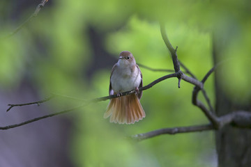 Common Nightingale perched in a tree in a city park in Berlin Germany,in a nice green forest atmosphere