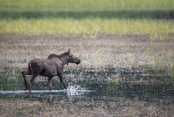 Fototapeta na wymiar Moose in a marsh