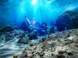 Obraz premium Underwater ocean background with a shark 
