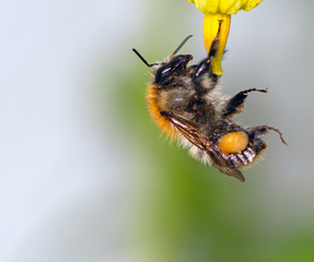 Bumblebee on flower blossoms