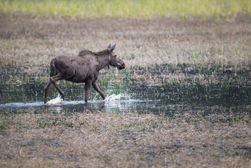 Naklejka na ściany i meble Moose in a marsh
