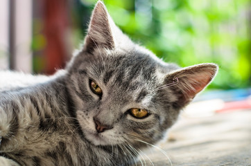 Portrait of a gray kitten against the sun