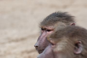Baboon playing in his area 