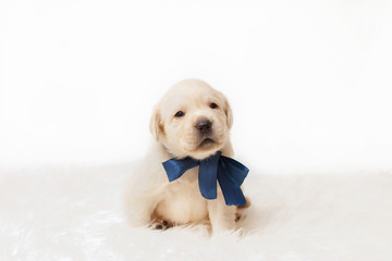 A beige labrador puppy is sitting with a bow around his neck.