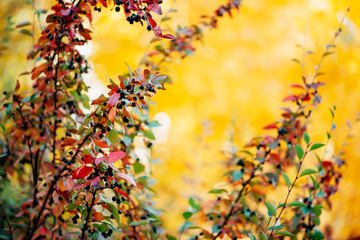 Bearberry shrub with autumn leaves in sunset close-up. Fall multicolor leaves of green red colors. Berry on cotoneaster branch on yellow sunny bokeh background in golden hour. Rich flora in sunrise.