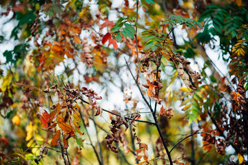 Wild rowan branches in autumn forest on sky bokeh background. Orange green leaves in sunny light close-up. Autumn woodland backdrop with colorful rich flora in sunlight. Fall rowan leaves in backlight