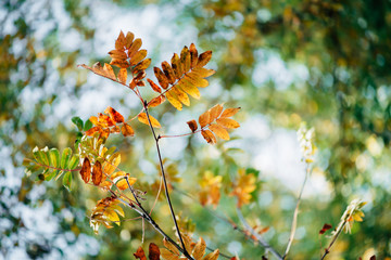 Wild rowan branch in autumn forest on sky bokeh background. Orange fall leaf in sunlight close-up. Autumn woodland backdrop with colorful rich flora in sunny light. Yellow rowan leaves in backlight.