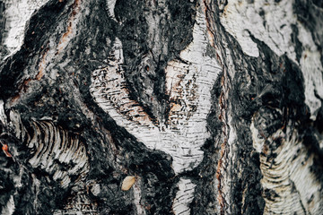 White nature background of birch bark close-up. Plane of birch trunk surface. Tree textured...