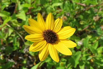 Beautiful yellow beach sunflower in Florida nature, closeup