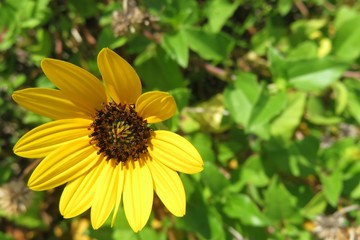 Beautiful yellow beach sunflower in Florida nature, closeup