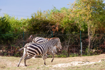 Zebra 