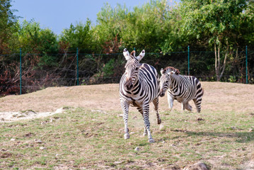 Zebra 