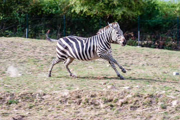 Zebra with their black and white striped coats