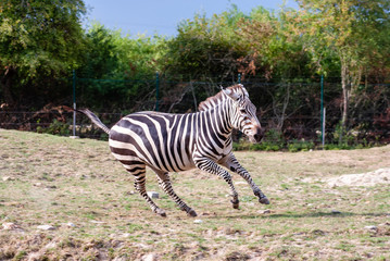 Fototapeta na wymiar Zebra with their black and white striped coats