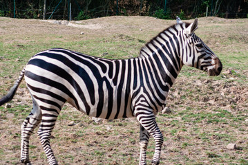 Fototapeta na wymiar Zebra with their black and white striped coats
