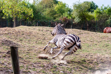 Zebra with their black and white striped coats
