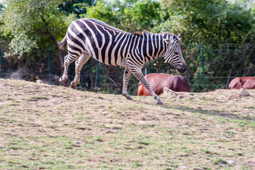 Zebra with their black and white striped coats