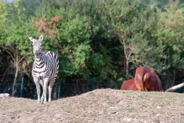 Zebra 
