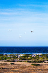 aruba one happy island (beaches and shores)