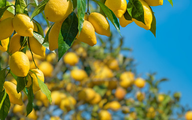 Fresh yellow ripe lemons with green leaves on lemon tree branches  in sunny weather. - obrazy, fototapety, plakaty