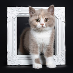 Sweet creme lilac with white British Shorthair cat kitten, standing through white photo frame. Looking at camera with greenish eyes. Isolated on black background.