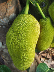 Jackfruit harvest (Artocarpus heterophyllus) in Kochi, Kerala, India