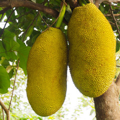 Jackfruit (Artocarpus heterophyllus) in Kochi, Kerala, India. Close-up