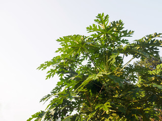 Papaya tree against a cloudy sky in Kochi, Kerala, India