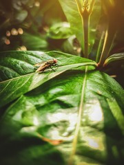 bug on leaf