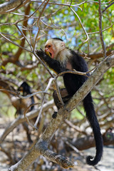 Naklejka premium A white-headed capuchin monkey (cebus capucinus) eating fruit on a tree in Peninsula Papagayo, Guanacaste, Costa Rica