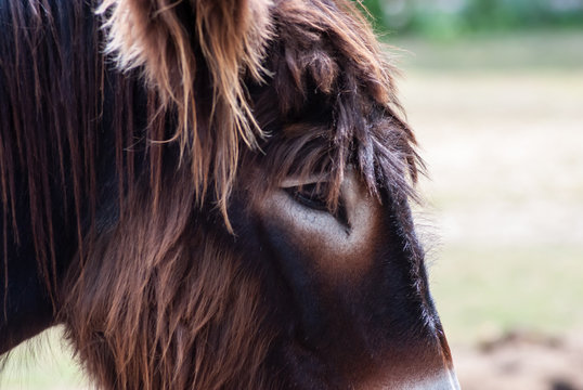 Donkey zamora