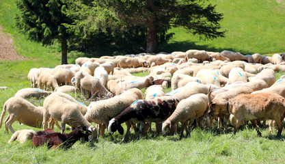 Flock of many white sheep grazes on the mountain meadow