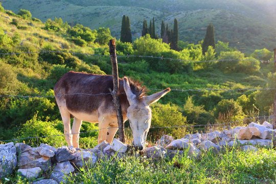 Greek donkey
