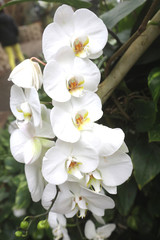 Obraz premium many white flowers of orchid