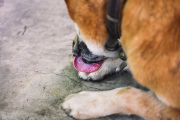 Male dog lying on the ground and licks his paws. Dog behavior and habit concept. Selective focus.