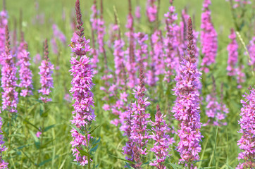 stems of wild lavender in the field